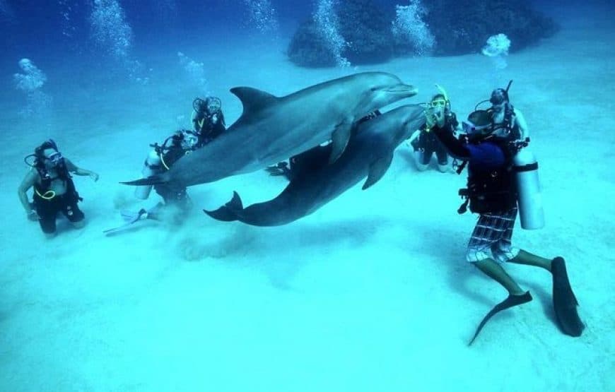 Plongée à Hurghada : deux plongées, bateau et déjeuner 4