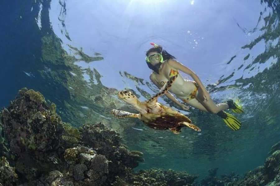 Marsa Mubarak : snorkeling avec tortues et recherche du dugong 3
