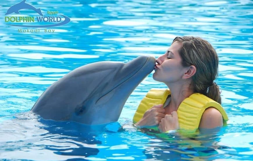 Hurghada Dolphin Show Experience