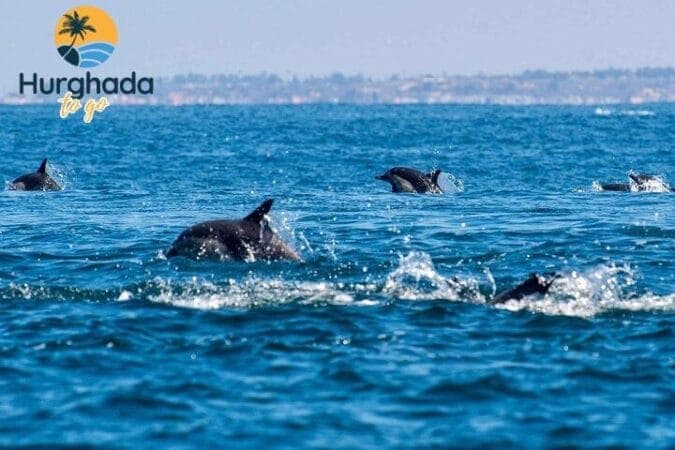 Hurghada Family Tours: Sea, Desert and Culture